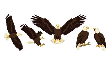 Fototapeta premium Bald eagle set, bird of prey and american falcon for wildlife conservation, nature mascot and symbol of freedom. Soaring wings, hunting predator and animal collection for patriotic logo design