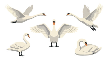 Obraz premium White swan birds and wildlife in nature for animal illustration, graphic design and educational poster. Mute swan, waterfowl and feather with wings, flight and swimming for outdoor publications.
