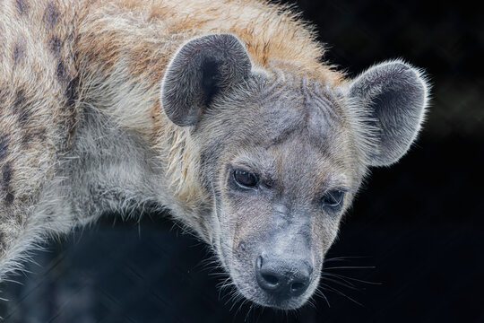 a Spotted hyena stands alone.
the spotted hyena is a genuinely variable species, both temporally and spatially. Its range once encompassed almost all of Africa and Eurasia, 