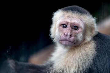 Obraz premium A Panamanian white-faced capuchin Cebus imitator watches attentively, displaying its distinctive pale face and dark fur.