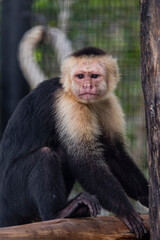 Naklejka premium A Panamanian white-faced capuchin Cebus imitator watches attentively, displaying its distinctive pale face and dark fur.