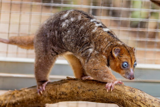 A Blue-eyed Cuscus (Phalanger matabiru) perched on a branch, showing its pale fur and distinctive bright blue eyes.