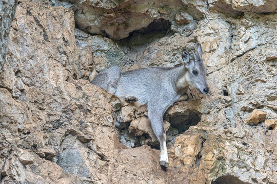 A Burmese Goral (Naemorhedus evansi) climbing across a steep rocky cliff with remarkable balance and agility.