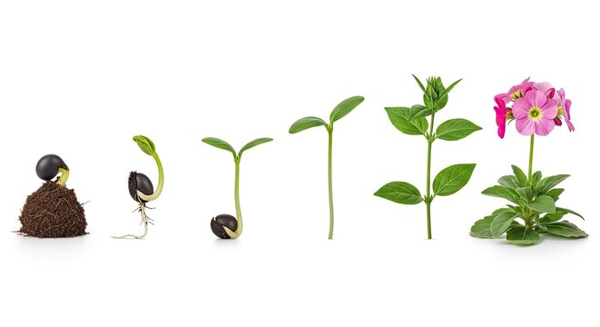 A photograph displays the stages of a flower's growth, starting with a seed and ending with a fully bloomed flower.