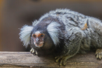 The common marmoset (Callithrix jacchus) is a New World monkey. It originally lived on the northeastern coast of Brazil, © Danny Ye