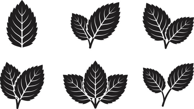 Fresh mint leaves, green herb leaf icon, peppermint foliage, organic botanical element, natural plant silhouette, tea ingredient, herbal design