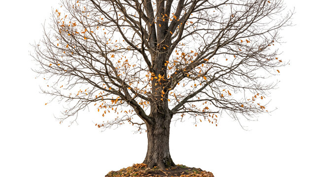 Majestic bare oak tree with sparse autumn leaves, large deciduous tree with intricate branch structure, seasonal nature landscape element isolated PNG with Transparent Background