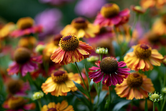 Colorful helenium flowers in border garden setting