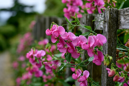 Pink sweet pea flowers climbing a rustic garden trellis