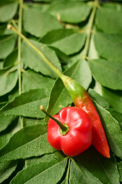 red chili peppers on green curry leaves, fresh spicy vegetables and aromatic foliage, in macro close-up view, spicy culinary ingredient concept