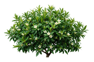 Fototapeta premium Rounded ornamental flowering shrub isolated on transparent background