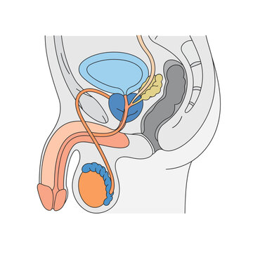 Detailed illustration of the male reproductive and urinary systems.