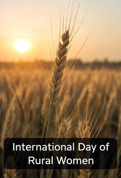 Golden wheat field at sunset celebrating the international day of rural women in agriculture