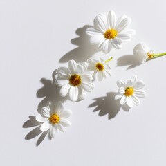 Obraz premium White chamomile flowers inspired by vintage floral illustrations, offering a cheerful spring and summer background for packaging, stationery, fabric, and decorative applications.