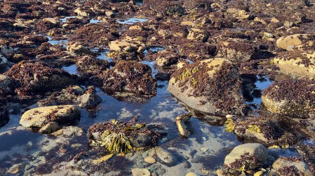 A minus tide (low tide) at Harris Beach in Brookings, Oregon, on a summer morning.