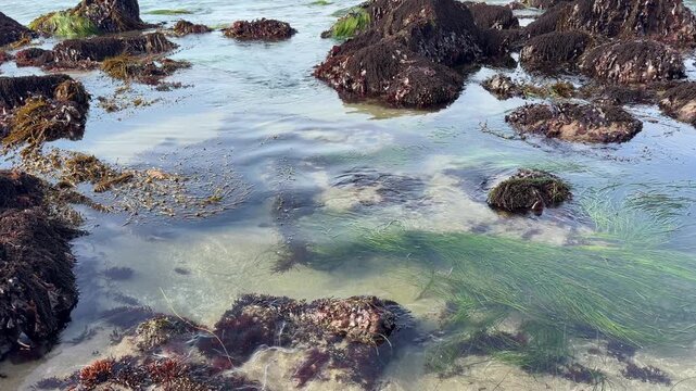 A minus tide (low tide) at Harris Beach in Brookings, Oregon, on a summer morning.