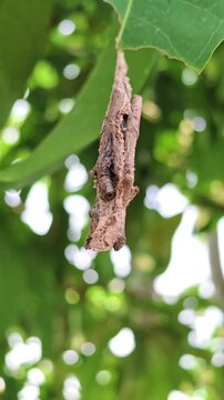 Close up of a bagworm moth casing hanging from a green leaf with a blurred background