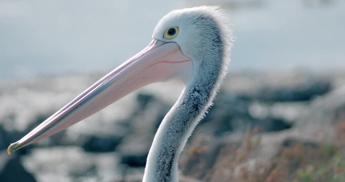 Close up portrait of Australian pelican looking at camera and blinking
