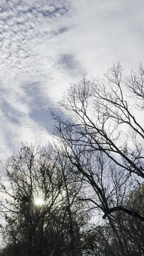sunlight through trees, sun shining through branches, dramatic cloudy sky, bare tree silhouette, winter trees, blue sky background, sun flare, sun rays through trees, textured clouds, altocumulus 