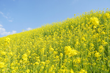 Obraz premium 青空に向かって斜面に咲き誇る満開の菜の花畑