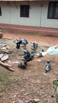 pigeons on the street