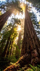 Fototapeta premium Sunbeams filter through towering redwood trees in a lush forest.
