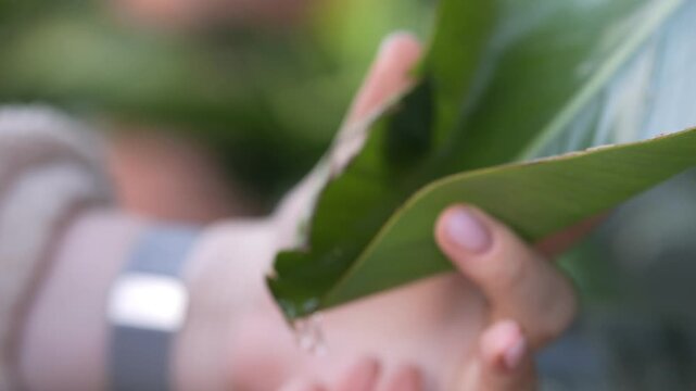 Close-up hands gently touch large green leaf. Soft focus highlights natural texture and calm interaction. Scene conveys peaceful connection with nature. Ideal for wellness, gardening