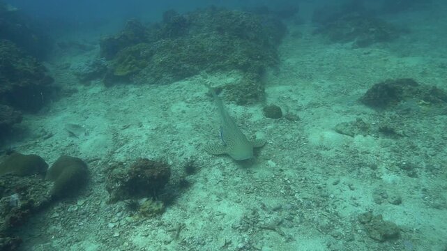 Underwater videoclip of the endangered Leopard shark or Zebra shark. From a scuba dive in Thailand