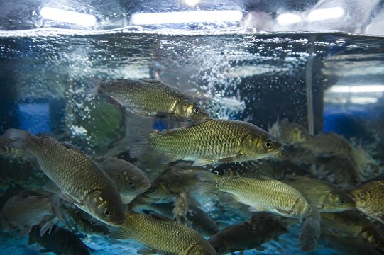 Live Freshwater Fish Swimming Inside Clean Aerated Market Tank With Bubbles, Ripples, and Overhead Reflections