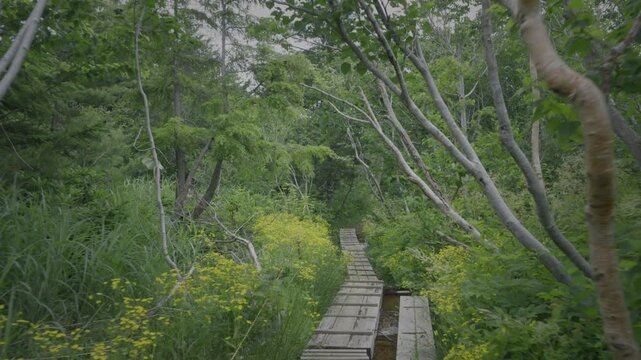 花咲く木道を進む