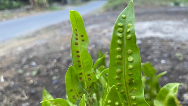 Close-up of Green Wart Fern Leaves with Sori