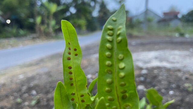 Close-up of Fern Leaves with Sori Spores