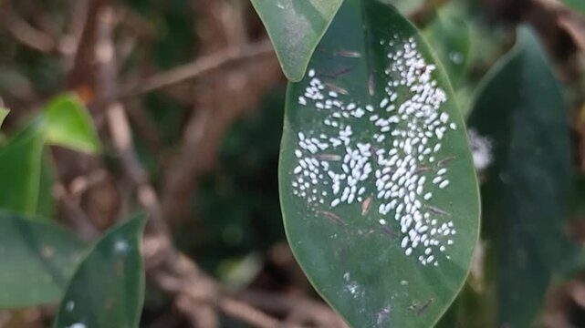 Mealybugs (Pseudococcidae) infestation sucking sap on green plant leaves and stems in garden