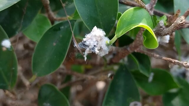 Mealybugs (Pseudococcidae) infestation sucking sap on green plant leaves and stems in garden