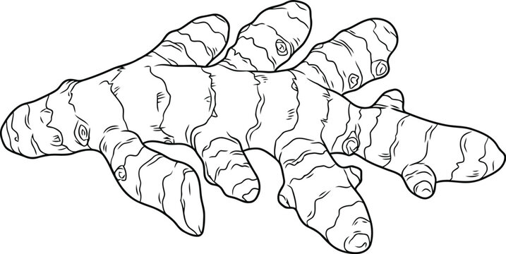 Hand drawn illustration of a fresh ginger root spice rhizome isolated line art sketch for cooking and healthy food recipes