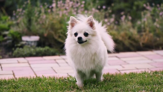 Small white pomeranian spitz walking on green grass in slow motion happy pet dog pomeranian spitz.