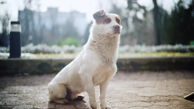 Stray dog walking then sitting on pavement looking directly into camera with soulful eyes.