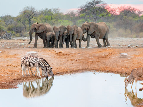 Zebras drinking water at a lake Group of elephant in the background - Kudu Antelopes Drinking Water - Etosha National Park, Namibia