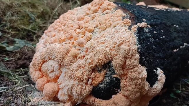 Peach-orange fungal spores with a spreading texture on the log.