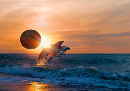 Group of dolphins jumping on the water - Beautiful seascape and sunset sky - on the background Solar eclipse