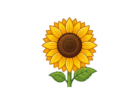 Yellow sunflower illustration. Isolated floral graphic with green leaves on white background.