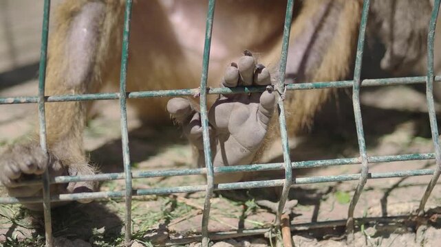 Macaque reaches through bars in a zoo setting