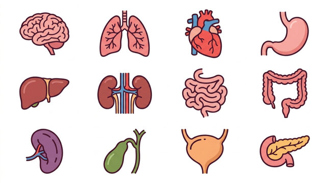 Colorful Illustrated Human Organ Collection Set.