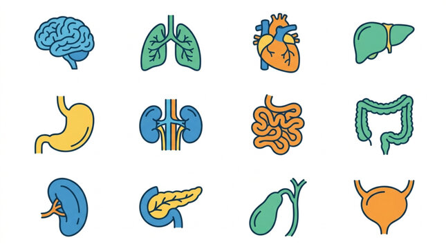 Colorful Illustrated Human Organ Collection Set.