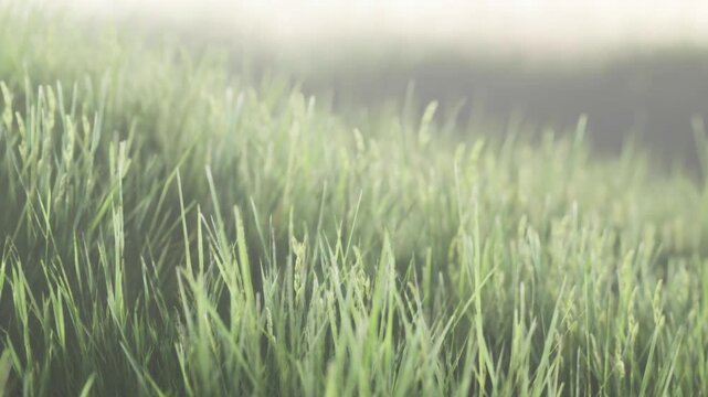 Green grass covers the ground in a field during early morning. The light shines softly on the grass. Nearby trees can be seen in the distance. The scene shows nature in a simple way.