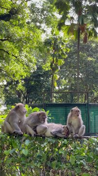 Macaque monkeys grooming each other on a fence in a lush forest