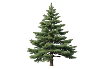 Obraz premium Natural green spruce tree with visible trunk