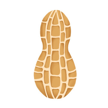 Hand Drawn Peanut in Shell Isolated on Transparent Background