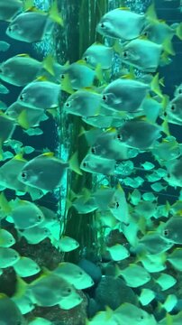 Large School of Silver Moonfish Swimming in Aquarium