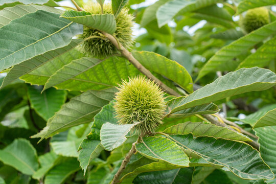 Close-up of unripe green chestnut burr growing on tree branc
